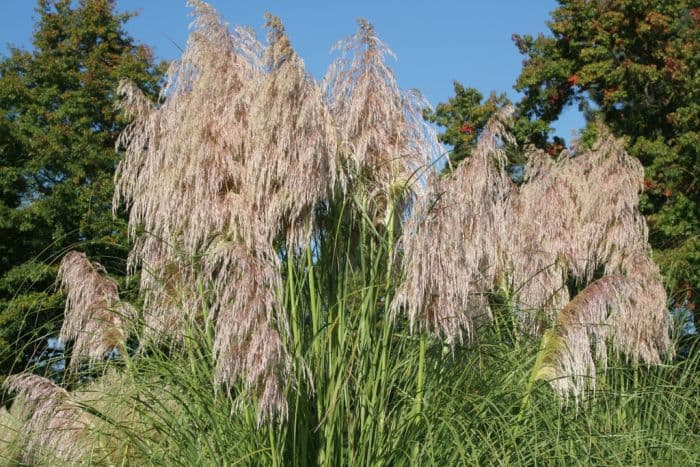 pampas grass 'Highfield Pink'