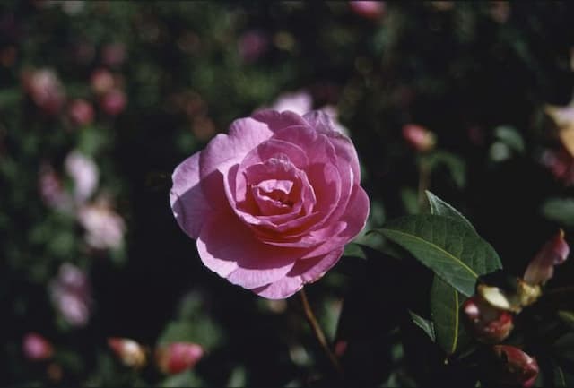 Camellia 'Glenn's Orbit'