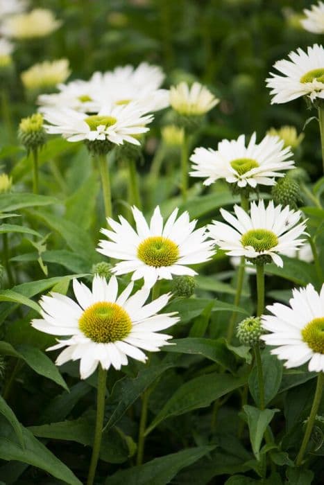 purple coneflower 'Virgin'