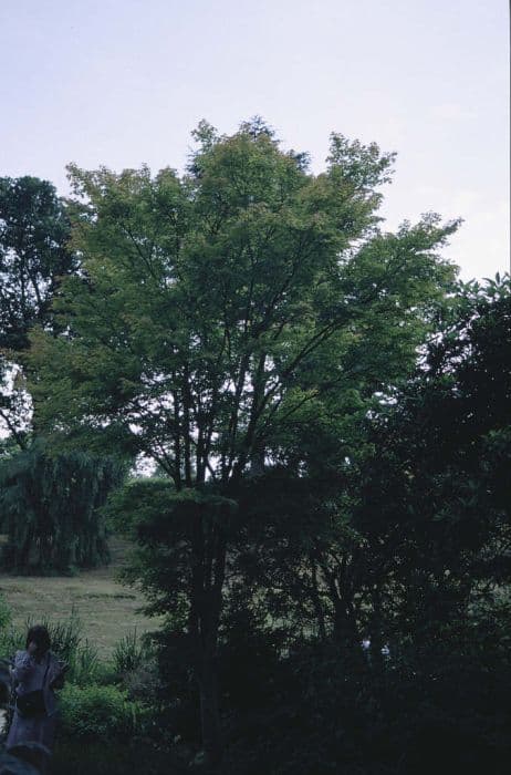 coral-bark maple