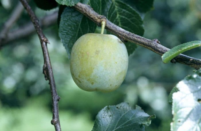 plum 'Oullins Gage'