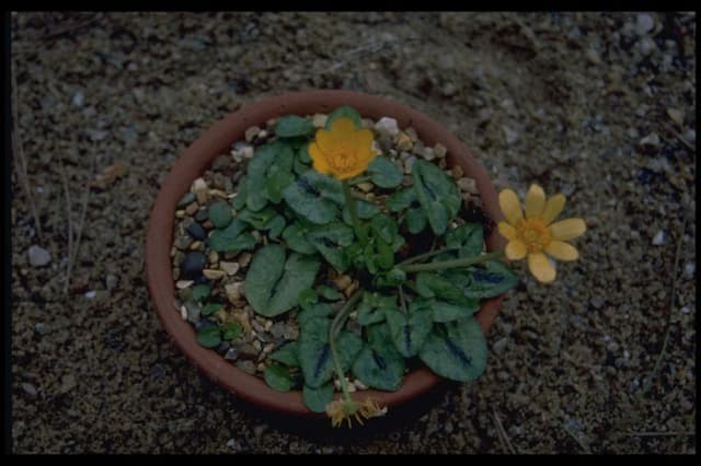 Lesser celandine 'Orange Sorbet'