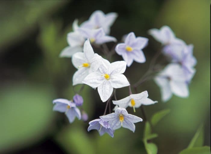 potato vine 'Coldham'