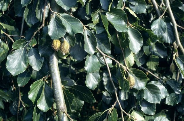 Weeping beech