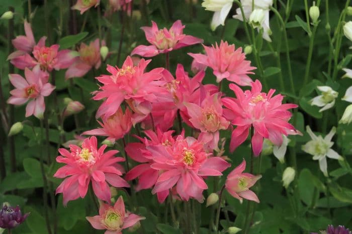 columbine 'Clementine Salmon Rose'