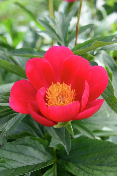 peony 'Scarlet O'Hara'