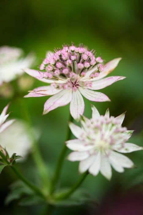 astrantia 'Warren Hills'