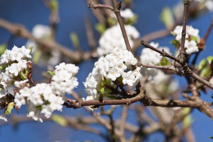 Farrer viburnum 'Candidissimum'