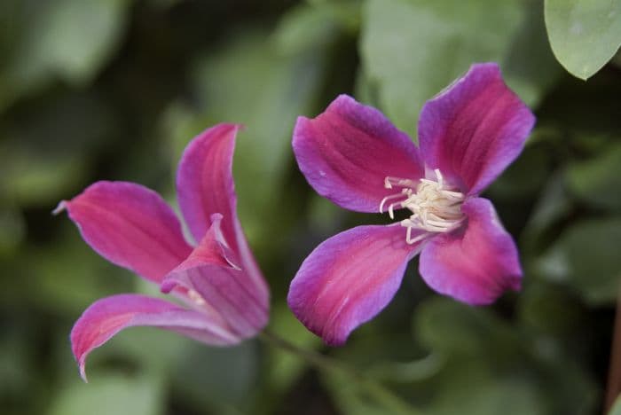 clematis 'Sir Trevor Lawrence'