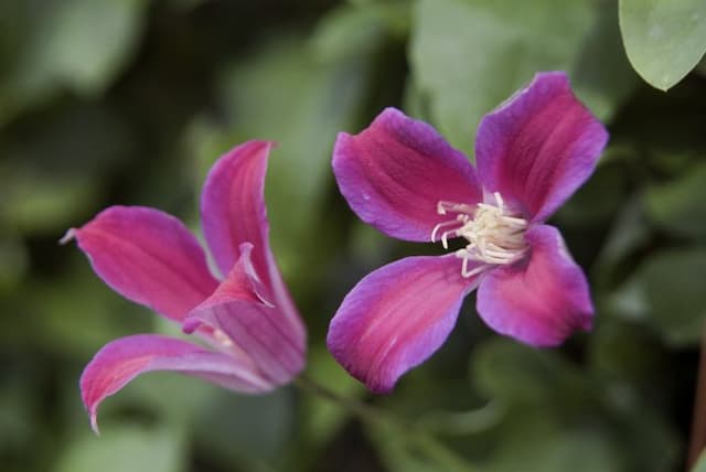 Clematis 'Sir Trevor Lawrence'