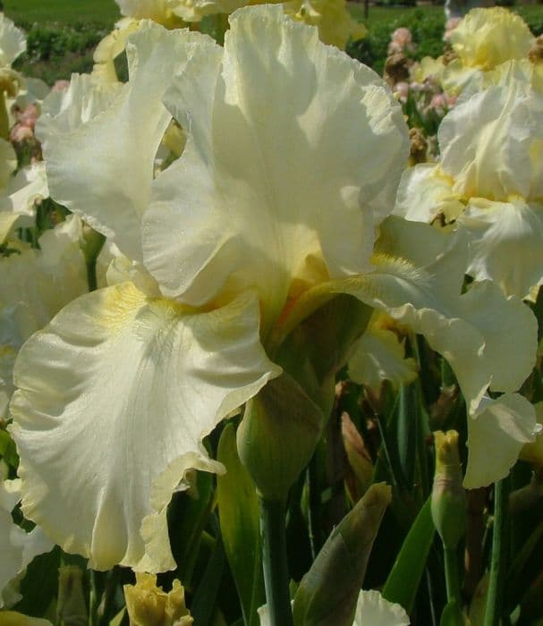 iris 'Kiss of Summer'