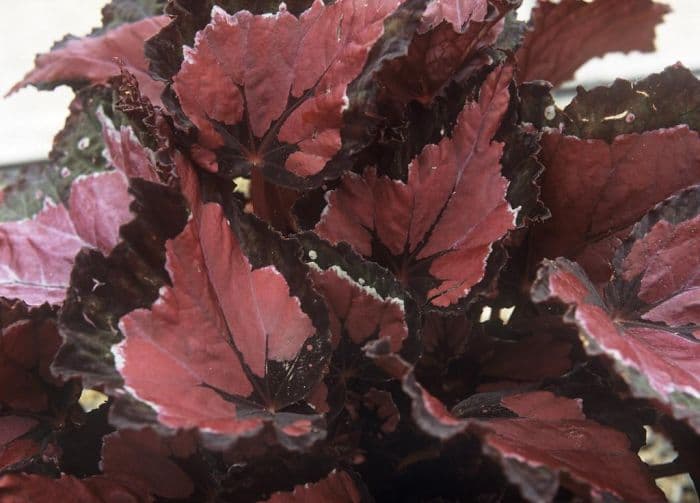 begonia 'Hilo Holiday'