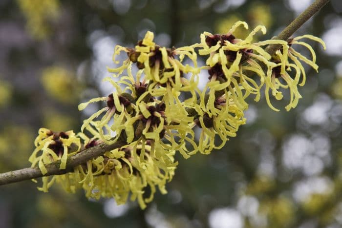 witch hazel 'Primavera'