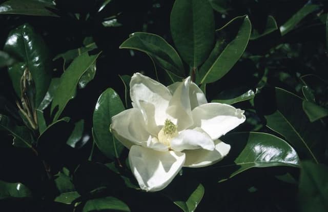 Evergreen magnolia 'Goliath'