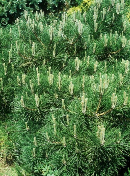 Austrian pine 'Hornibrookiana'