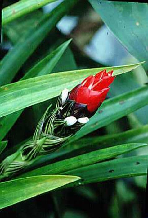 one-spiked guzmania