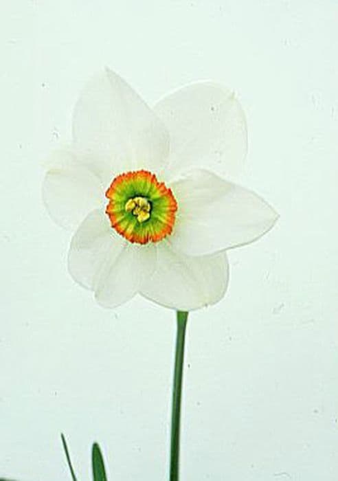 Daffodil 'Cantabile'