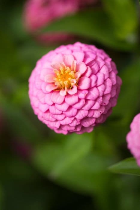 zinnia [Lilliput Mixed]