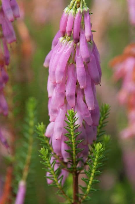Pink-flowered ninepin heath