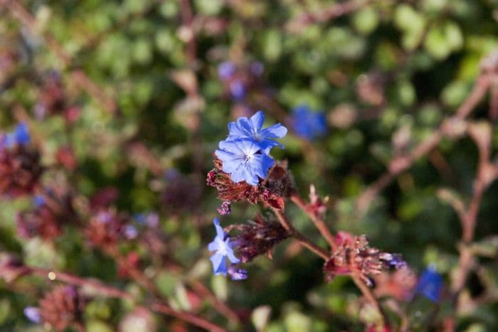 Griffith's plumbago