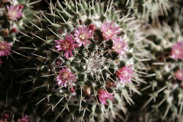 Mexican pincushion