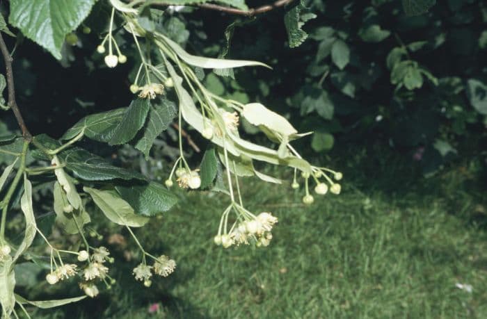 red-twigged lime