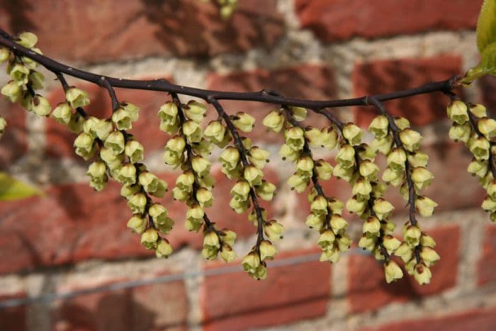 Chinese stachyurus 'Joy Forever'