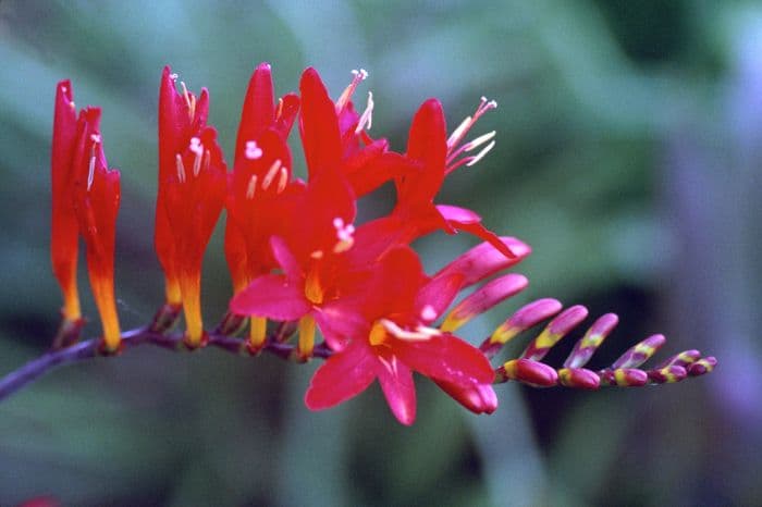 montbretia 'Late Lucifer'