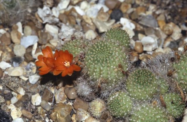 Donald's crown cactus