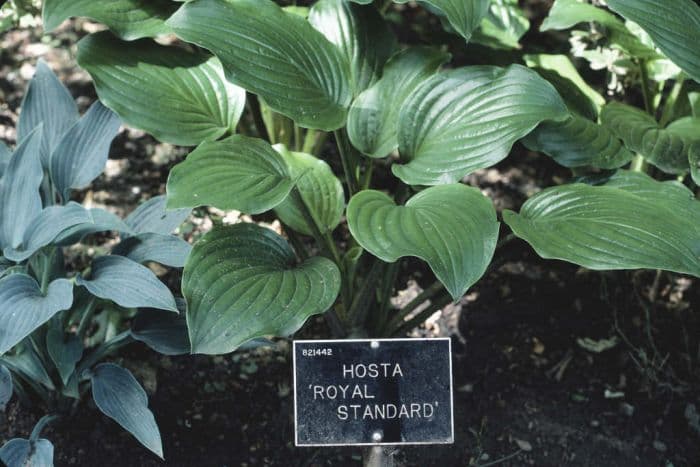 plantain lily 'Royal Standard'