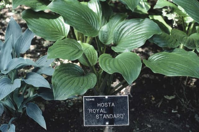 Plantain lily 'Royal Standard'