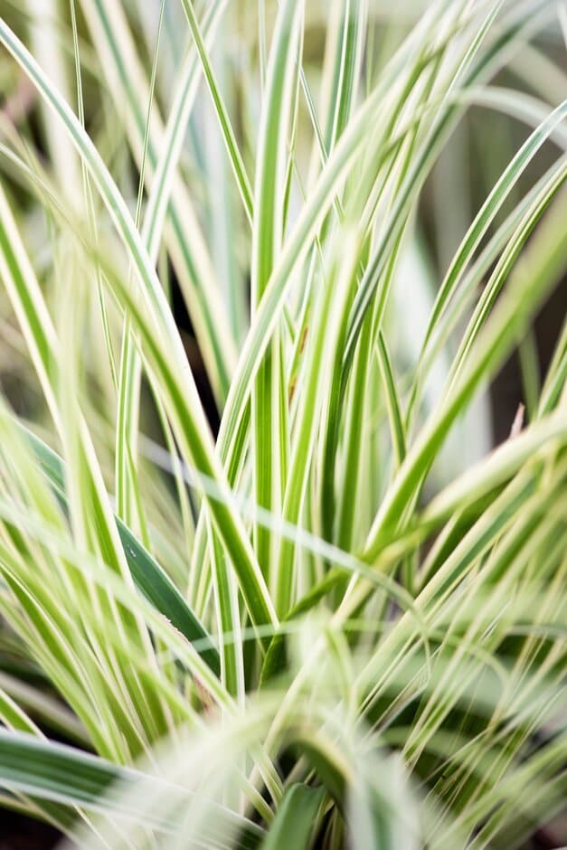 Japanese sedge