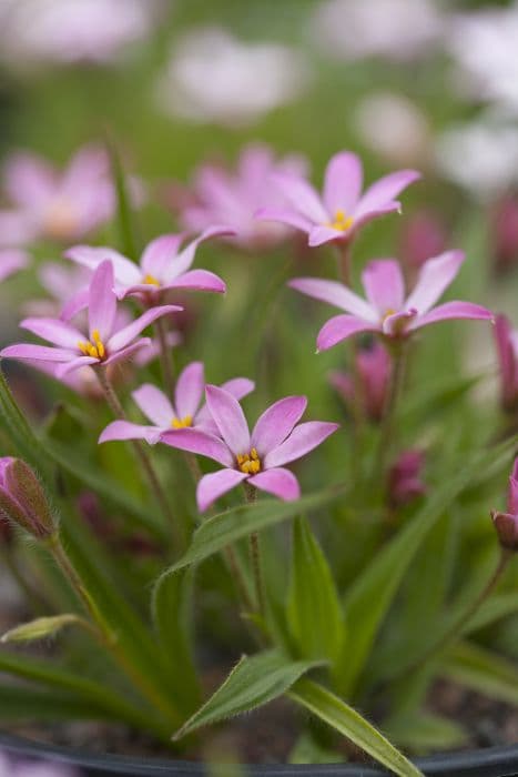 rhodoxis 'Hebron Farm Pink'