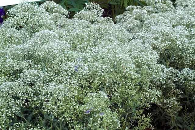 Baby's breath