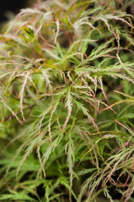 Japanese maple 'Pink Filigree'