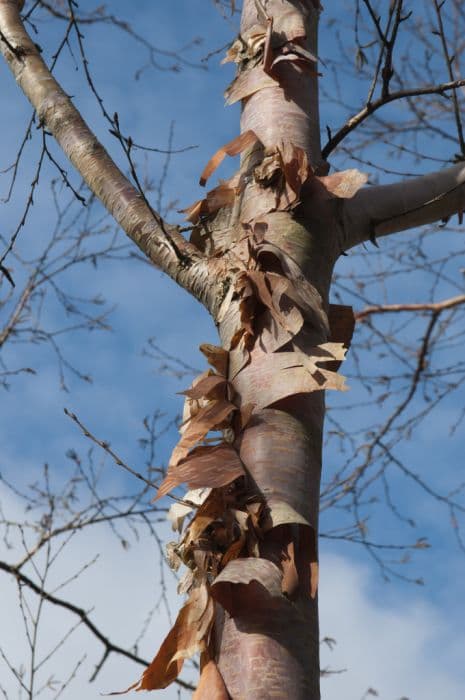 Himalayan birch 'Forest Blush'