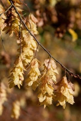 oriental hornbeam