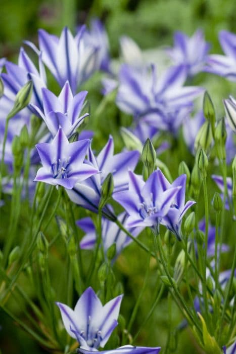 triplet lily 'Rudy'