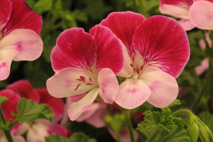 pelargonium 'Captain Starlight'