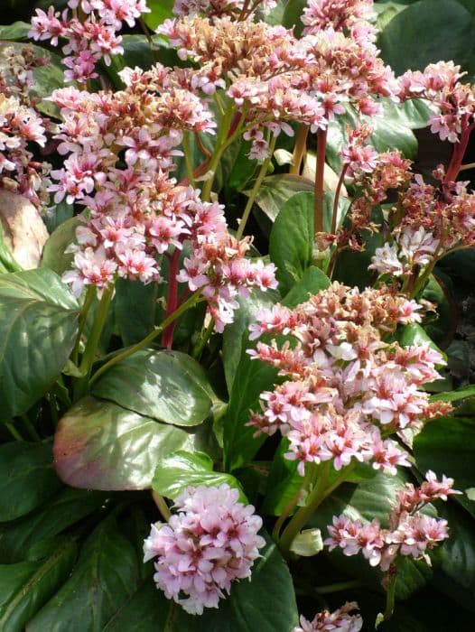 Elephant's ears 'Pink Dragonfly'