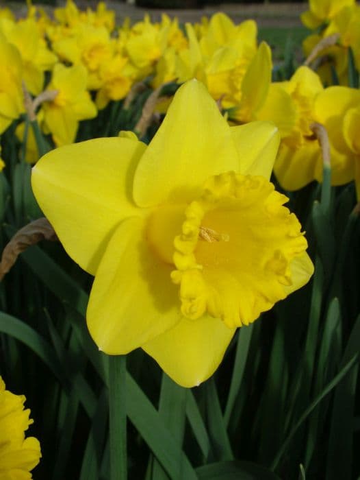 daffodil 'Wimbledon County Girl'