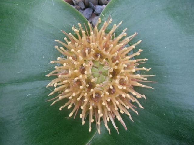 Hedgehog lily