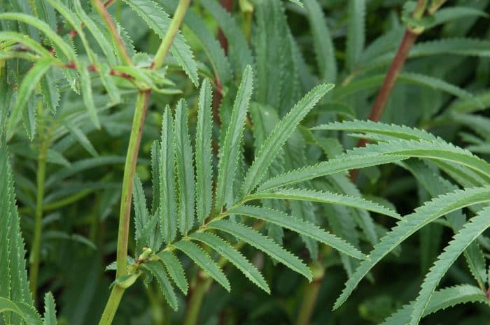 slender-leaved burnet 'Stand Up Comedian'