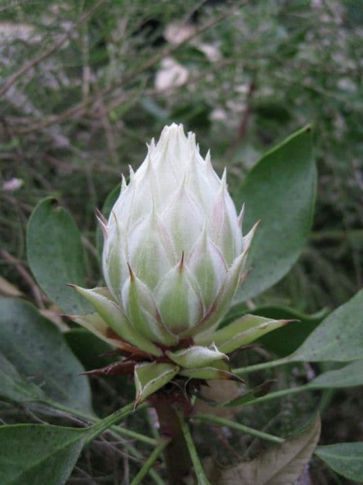 king protea