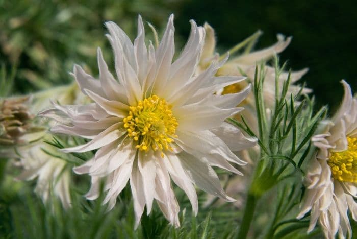 pasqueflower Prestbury strain