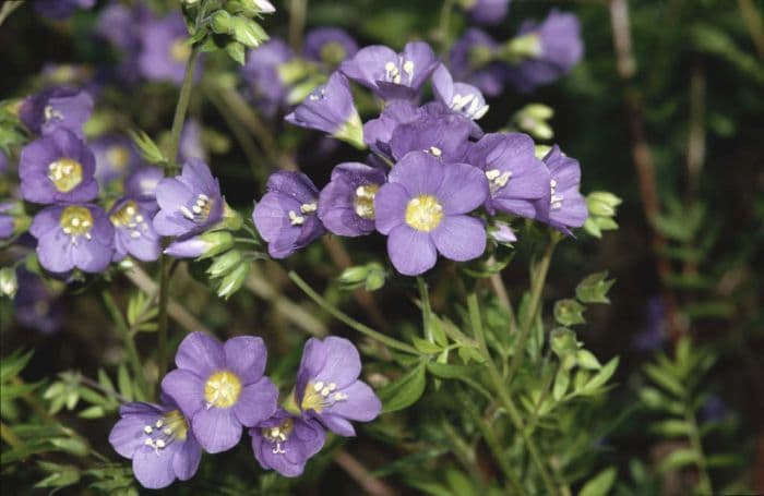 Jacob's ladder 'Lambrook Mauve'