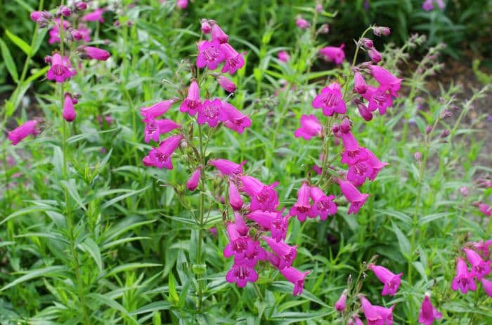 penstemon 'Pensham Just Jayne'