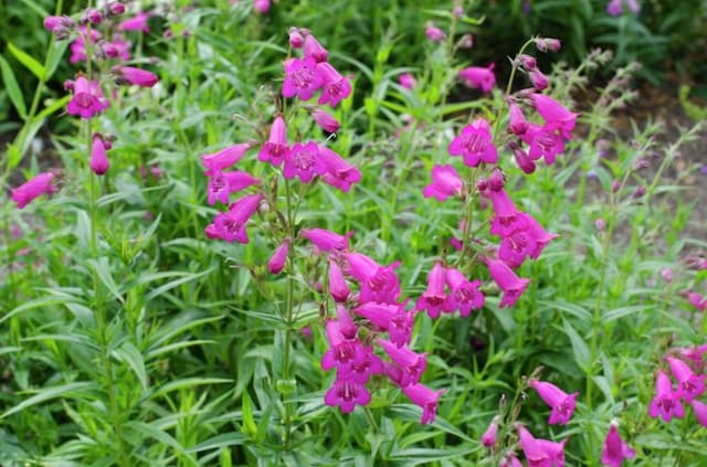 Penstemon 'Pensham Just Jayne'