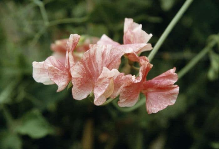 sweet pea 'Phoebe'