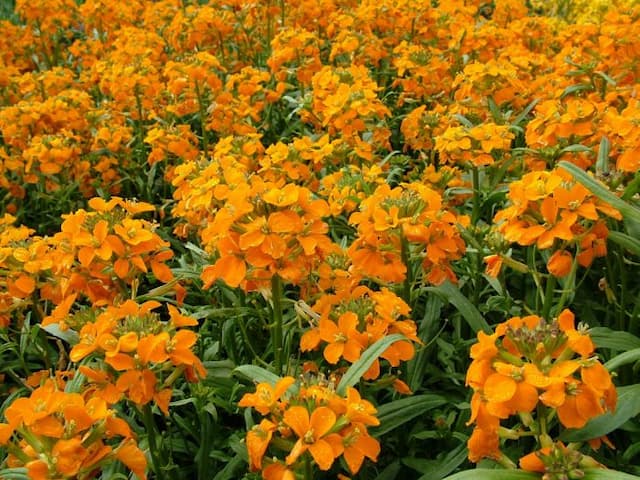 Wallflower 'Orange Monarch'